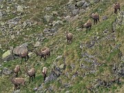 40 Tra Bocchetta di Val Pianella e Bocca di Trona tanti stambecchi maschi adulti